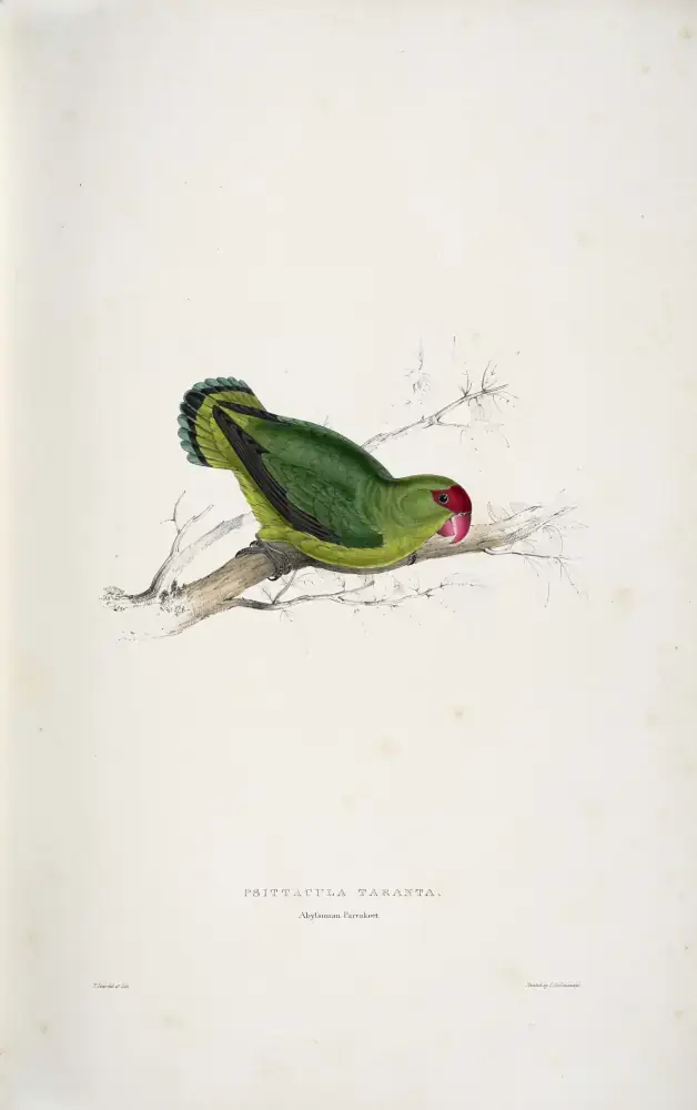 BirdsWildlifeIl Agapornis taranta -Psittacula taranta Abyssinian parrakeet -