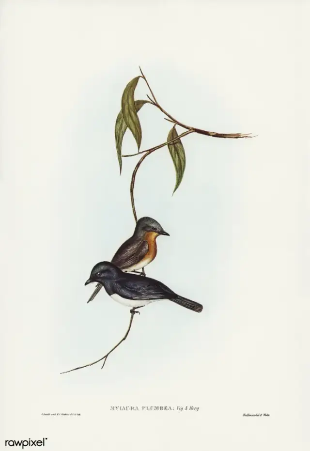 BirdsWildlifeIl Bird illustration by Elizabeth Gould for Birds of Australia