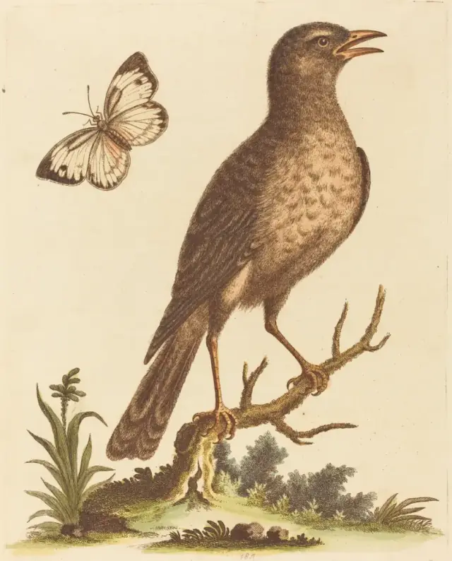 BirdsWildlifeIl George Edwards Brown Bird with a Butterfly NGA 62708