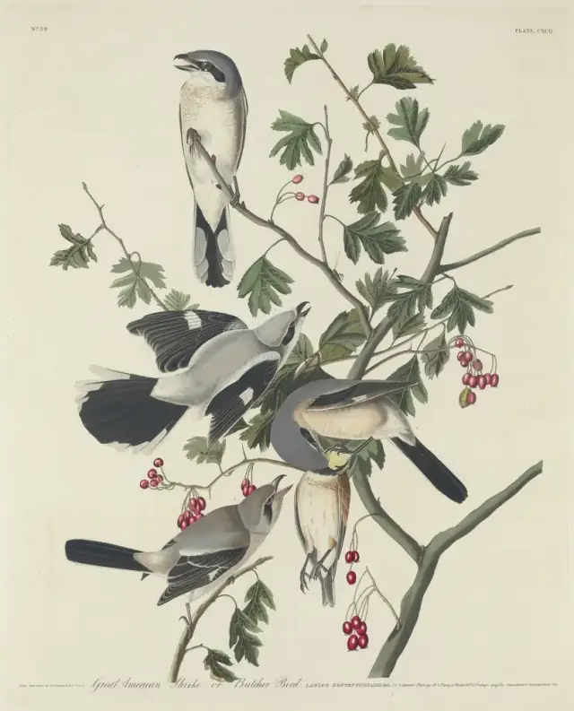 BirdsWildlifeIl Robert Havell after John James Audubon Great American Shrike