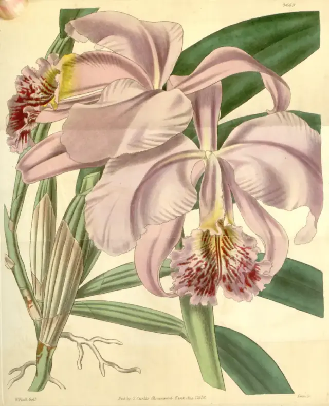 botanical Cattleya mossiae - Curtis 65 N.S. 12 pl. 3669 1839
