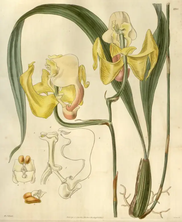 botanical Coryanthes speciosa as Gongora speciosa-Curtis 54-2755 1844