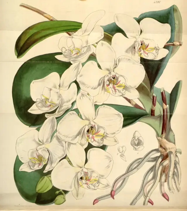 botanical Curtiss Botanical Magazine Plate 4297 Volume 73 1847