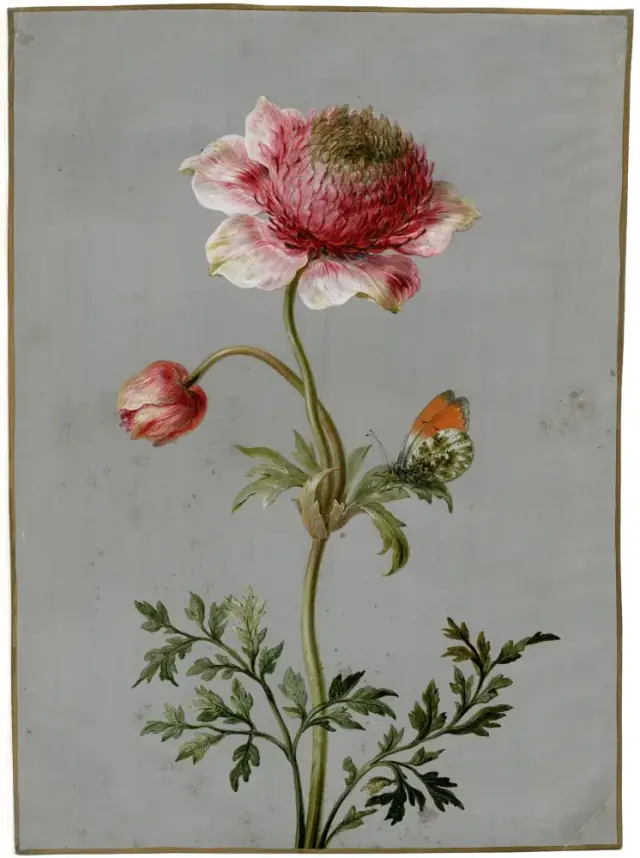BotanicalIllust Anemone with butterfly PK-T-1648 PK-T-9337r.tiff