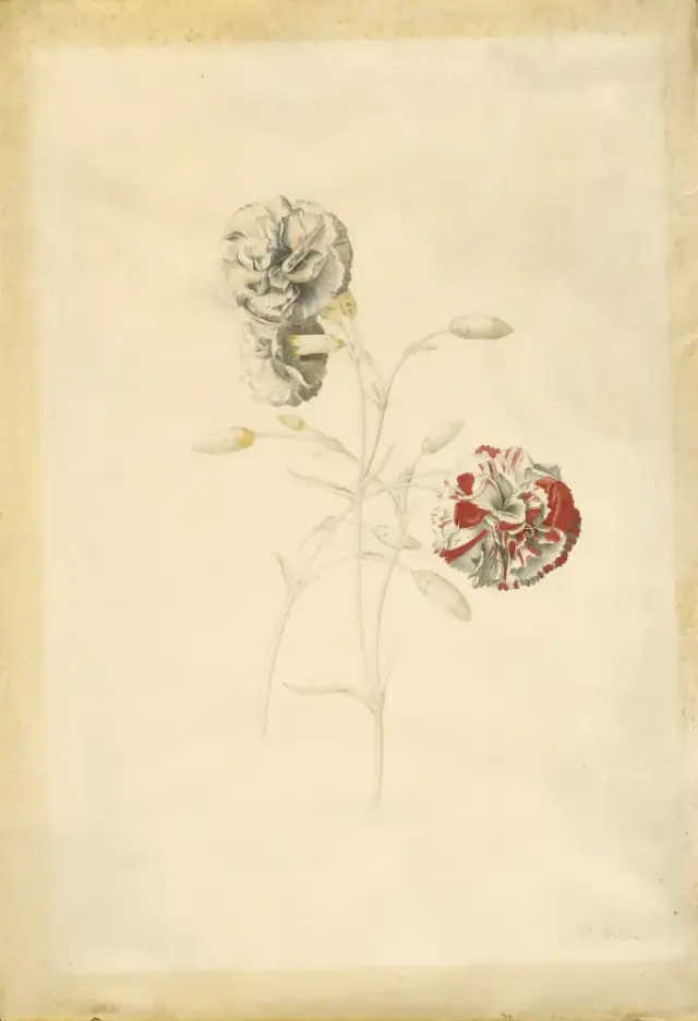 BotanicalIllust Carnations by Georg Dionysius Ehret Getty 109AZR