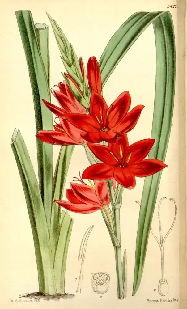 BotanicalIllust Curtiss botanical magazine Tab. 5422 8166997697
