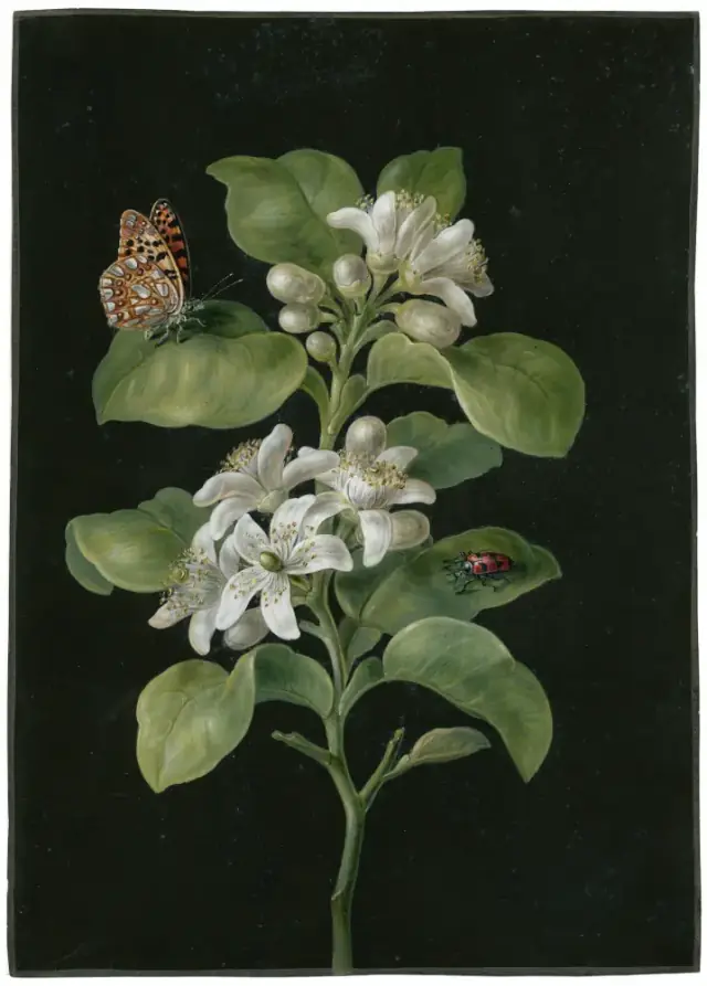 BotanicalIllust Lemon tree with butterfly and beetle PK-T-1649 PK-T-AW-1466.