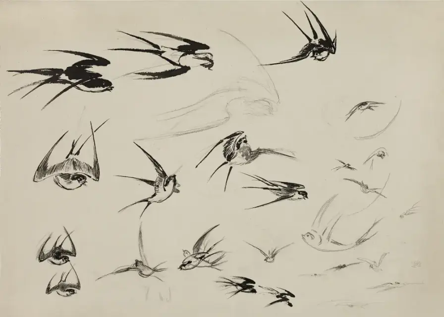 Swallows